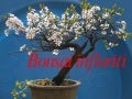 Bonsai