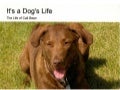 The Life of Cali Bean