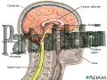 Brain And Its Parts2