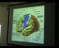 Brain Functional Areas3-Temporal Lobe - Sanjoy Sanyal