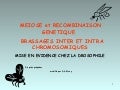 Brassage Chez Drosophile