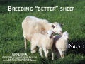 Breeding better sheep