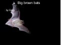 Brown bats by Greg