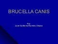 Brucella canis