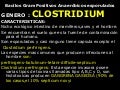 Bscilos gram.positivos esporuladoos2