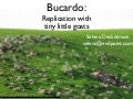 Bucardo
