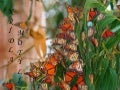 Butterfly dance