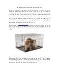 Buying the right products from online pet supplies