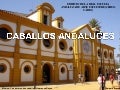Caballos andaluces