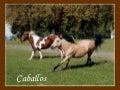 Caballos 
