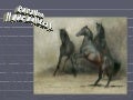 Caballos  Que Belleza Horses