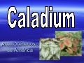 Caladium