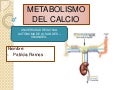 metabolismo del Calcio