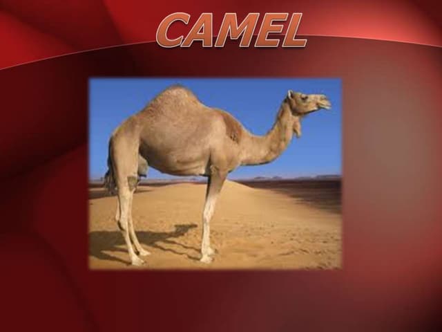 ANOTOMY AND PHYSIOLOGY OF REPRODUCTIVE SYSTEM OF SHE CAMEL