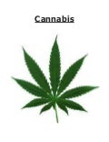 Cannabis