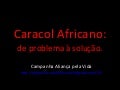 Caracol africano, como preparar