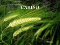 Cariño