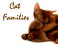CAT  FAMILIES  