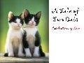 A Tale of Two Cats: Celebration of Love