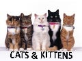 Cats&Kittens
