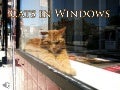 Cats in windows (v.m.)