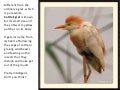 Cattle Egret