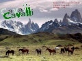 Cavalli