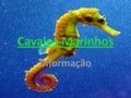 Cavalos marinhos