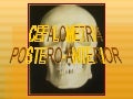 Cefalometria Posteroanterior
