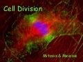Cell Division Mitosis and Meiosis