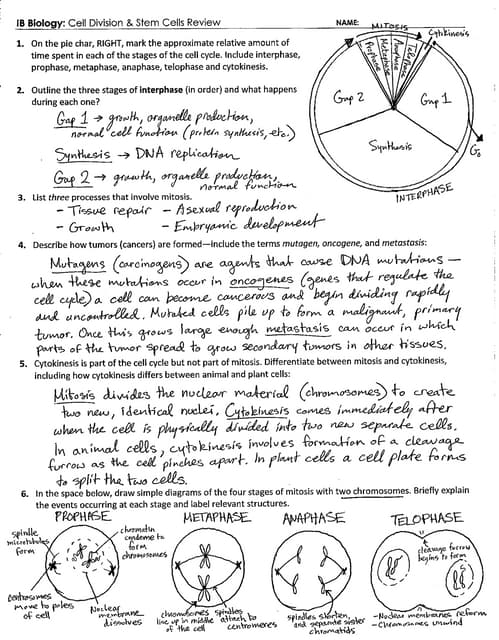 Worksheets Cell Division Worksheet Answers ib cell membrane transport review key 1 3 4