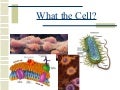 Cellular Presentation