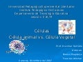 Celulas Vegetal Y Animal