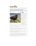 Census of coastal bird-brings good news