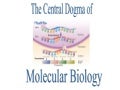 Central Dogma and Protein Synthesis