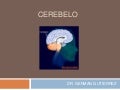 Cerebelo