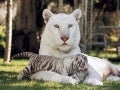 Tigres blancos