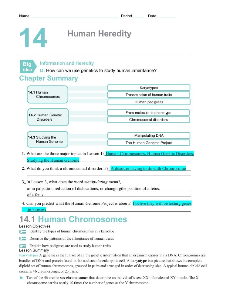 Worksheets Human Genetic Disorders Worksheet chapter14worksheets