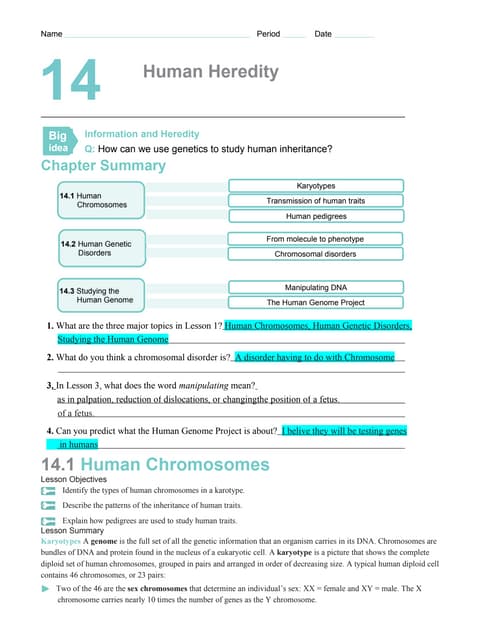 Worksheets Human Genetic Disorders Worksheet chapter14worksheets