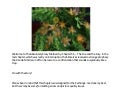 Chapter 5.5: The Fire and the Fury