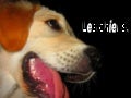 Chiens.fr
