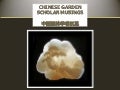 Chinese Garden Scholar Musings