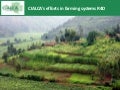 van Asten - CIALCA&rsquo;s efforts in farming systems R4D