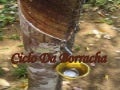 Ciclo da borracha