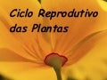 Ciclo plantas
