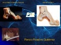 Anatomia Grupo Atlas Clase 5 Miembro Inferior Pie