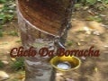 Ciclo da borracha