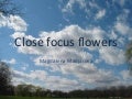 Close focus flowers
