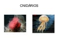 Cnidarios