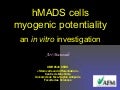 How fat stem cells could or not form muscle cells (Eng)